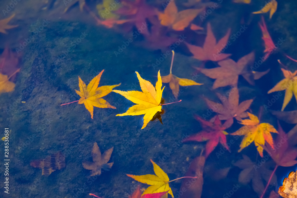 Colorful autumn in South Korea.