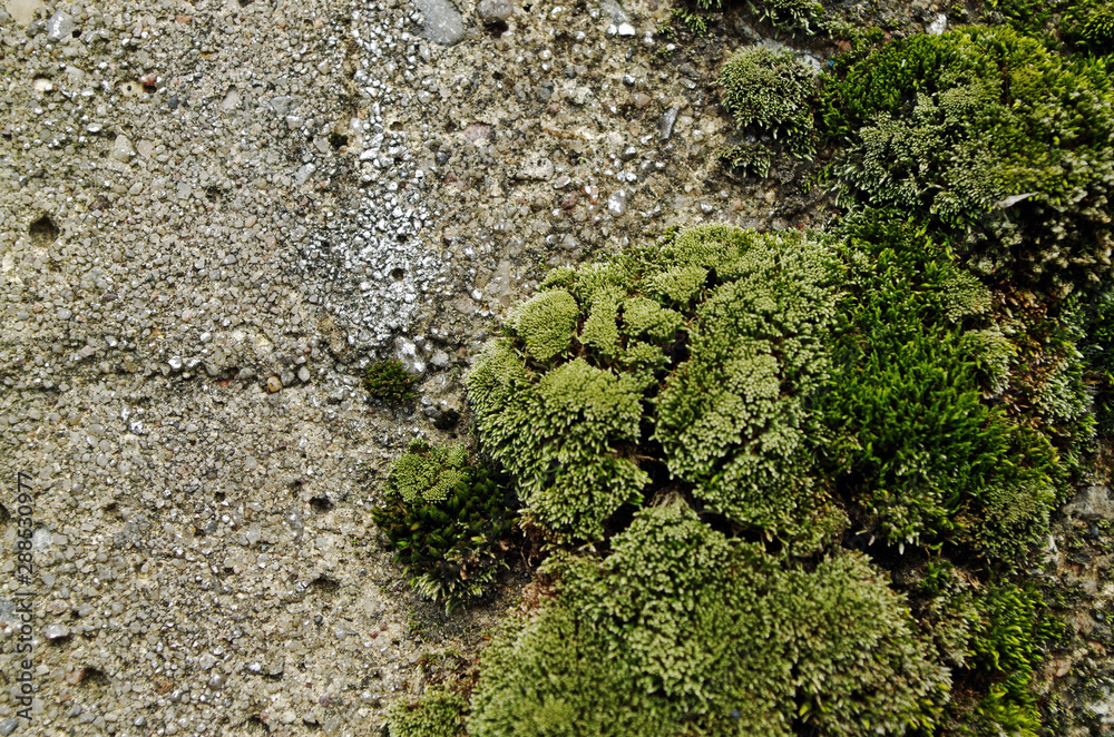 Obraz premium Green moss on a concrete wall