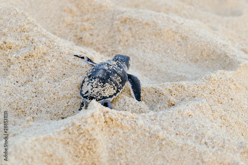 Baby Turtles hatching at Nosy Iranja, Madagascar