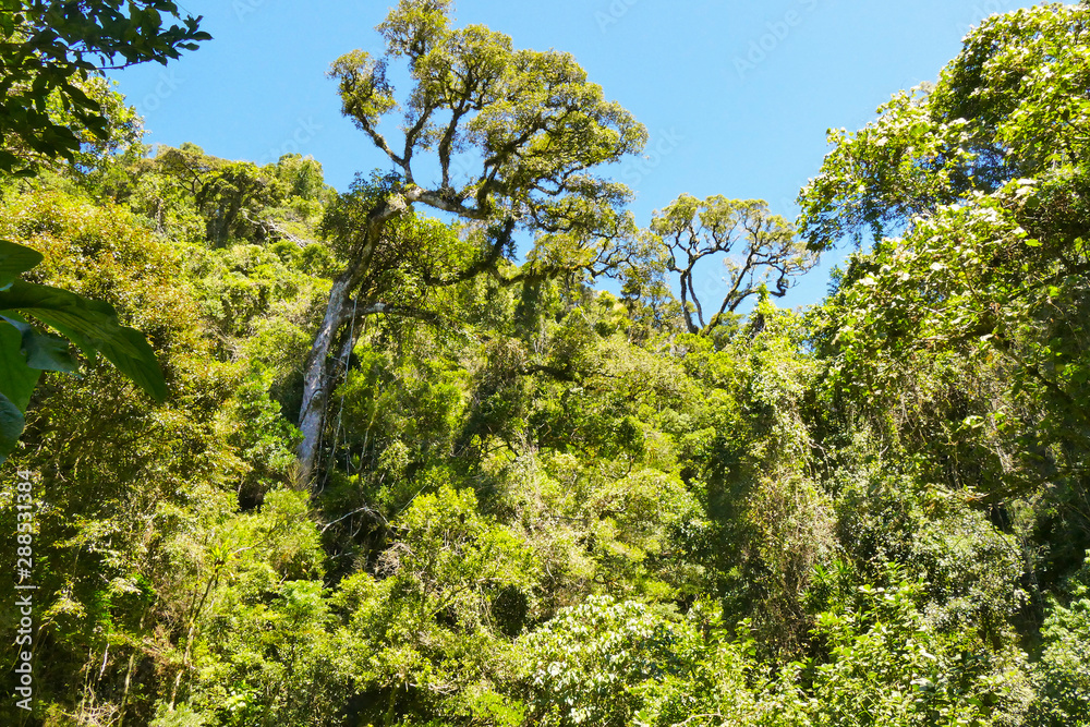 Obraz premium Tropical Rainforest Madagascar