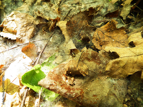 spider in autumn foliage and fluff