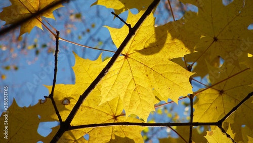 joyful autumn maple leaf on a background of azure sky