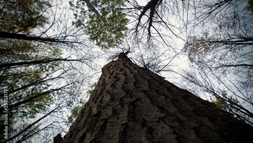 textured bark of a tree rushing up