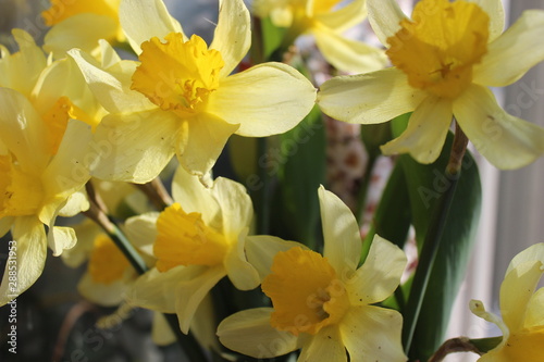 daffodils in the garden