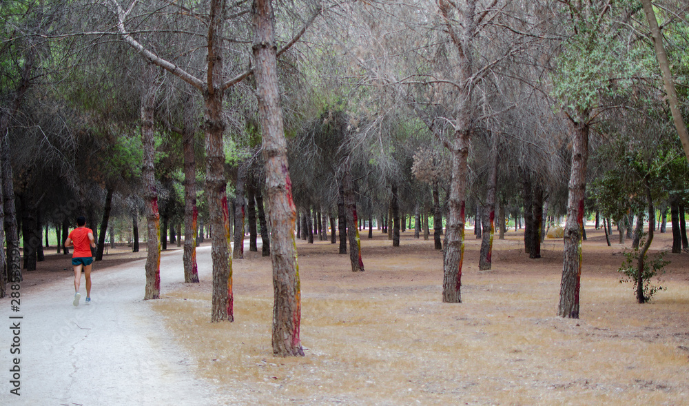 Fototapeta premium Runner in Infanta Elena Park, Seville, Spain