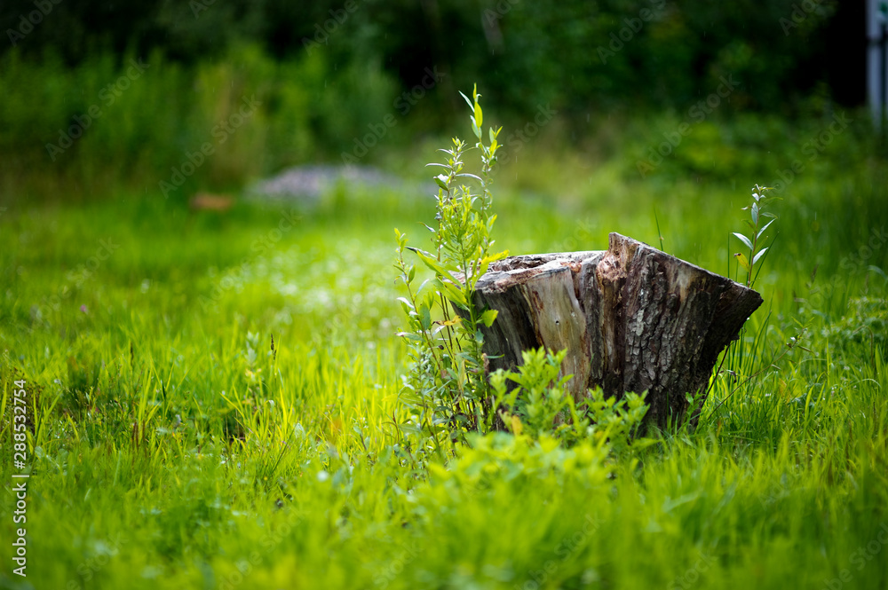 Obraz premium old stump in bright grass against a background of greenery in defocus in the light rain