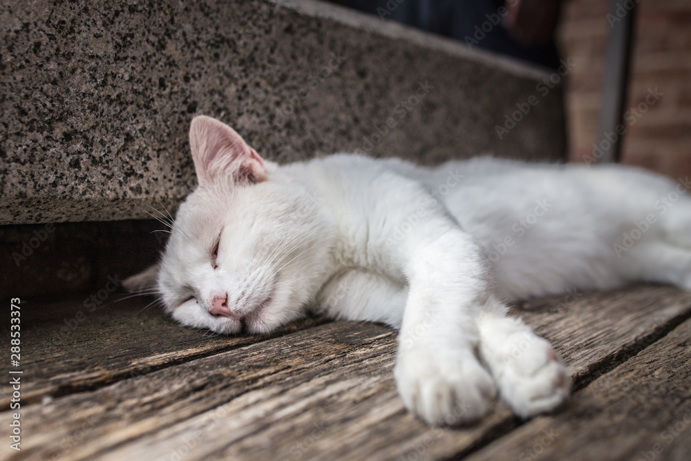 White shabby stray cat closeup sleeps on a bench