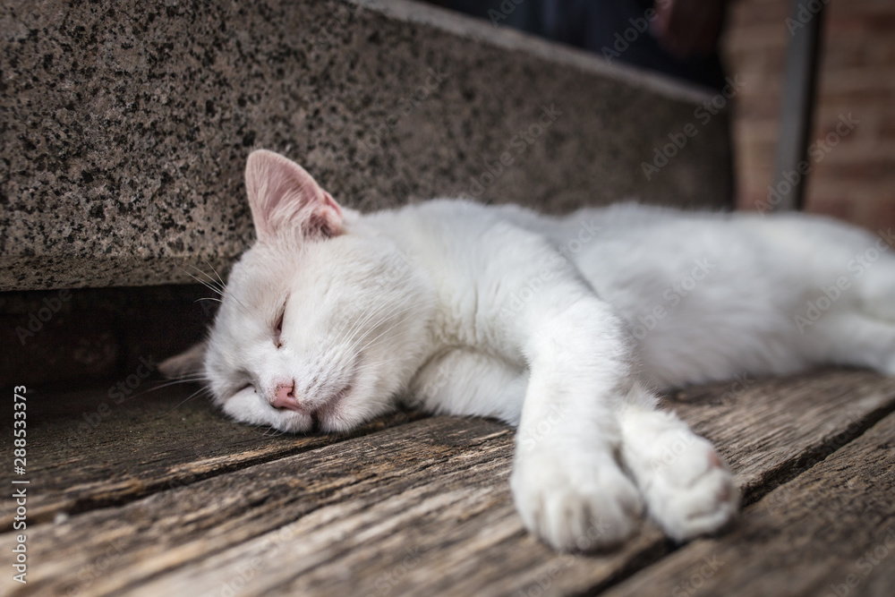 White shabby stray cat closeup sleeps on a bench White shabby stray cat closeup sleeps on a bench