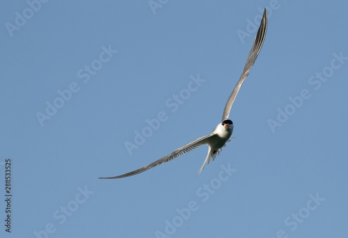 Lesser crested Tern in flight at Busiateen coast, Bahrain 