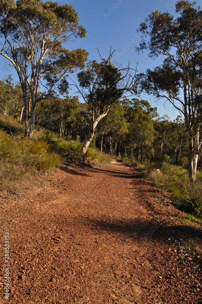 Red dirt track through Eucalyptus forest, Whistlepipe Gully Walk, Mundy Regional Park, Western Australia, Australia