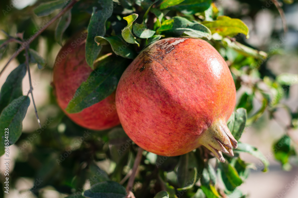 Pomegranate on the tree Pomegranate on the tree