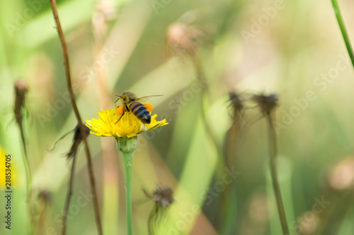 abeja sobre flor,  polen, polinización © Paula Scavarelli