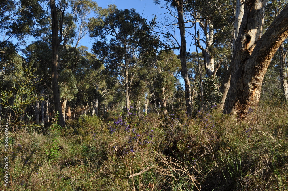 Australian bush and wildflowers in spring, Whistlepipe Gully Walk, Mundy Regional Park, Kalamunda, Western Australia, Australia