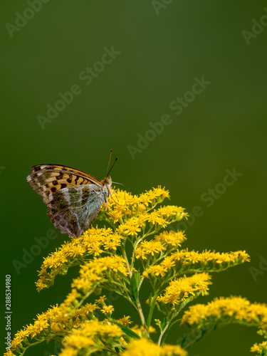 Little butterfly sits on a blossom in front of green blurred background