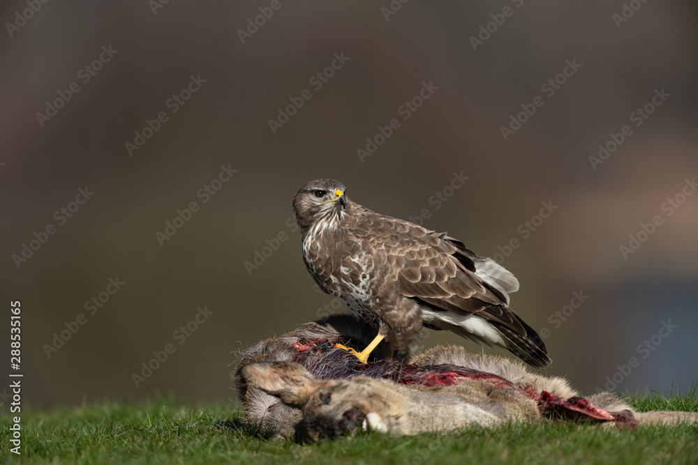 Common buzzard, Buteo buteo Common buzzard, Buteo buteo