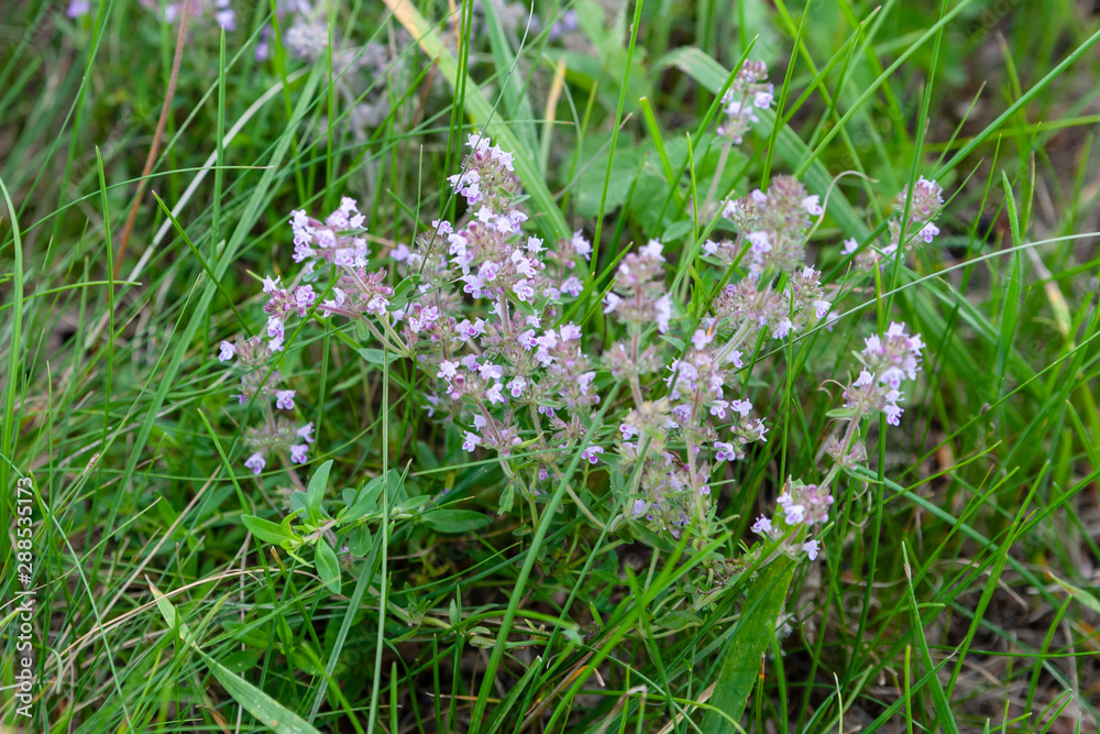 Thyme bush in a meadow among grass in summer afternoon close-up. Thyme bush in a meadow among grass in summer afternoon close-up.