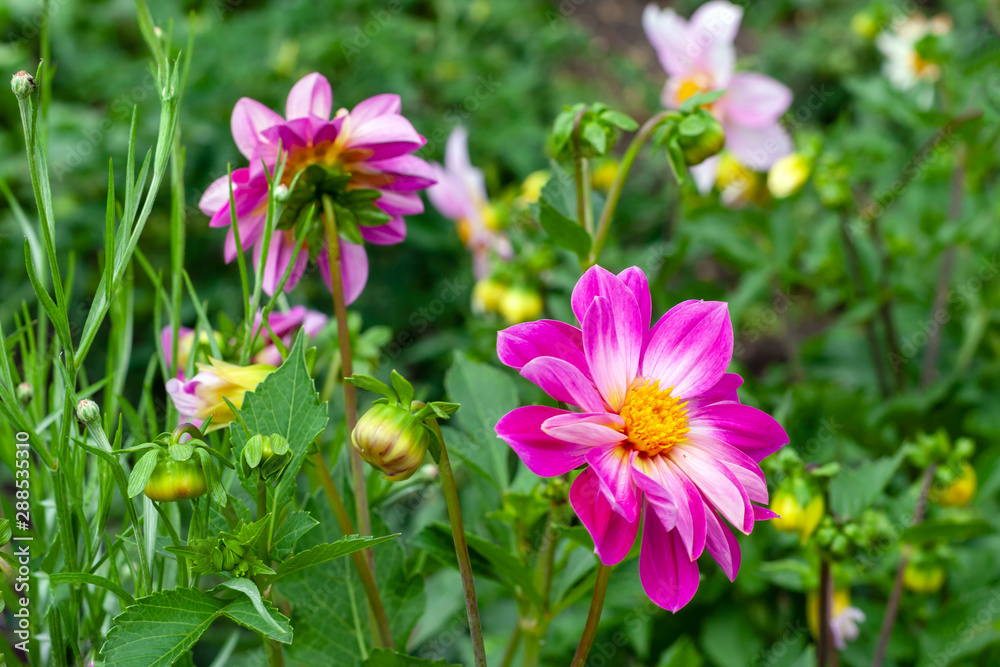 Fototapeta premium Blooming pink dahlias in the garden.