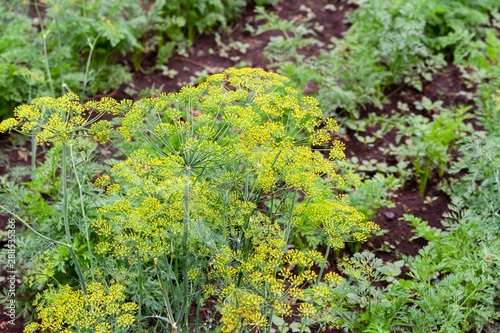 Ripe, yellow inflorescences of dill on the background of a garden bed.
