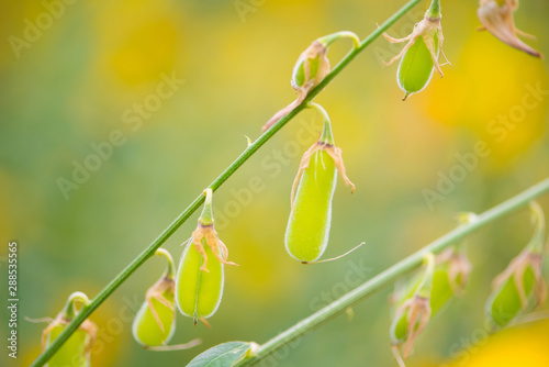 Fruit of Crotalaria Juncea or sunn hemp in Phutthamonthon,Nakhorn prathom photo