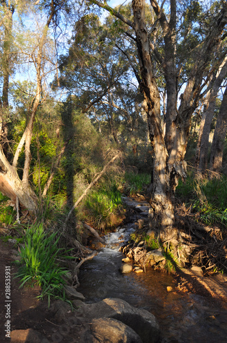 Fresh water creek and eucalyptus trees  Whistlepipe Gully Walk  Mundy Regional Park  Kalamunda  Western Australia  Australia