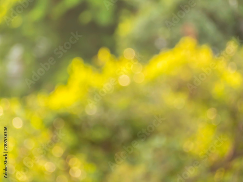 Natural yellow bokeh with blurred green tree background, soft focus