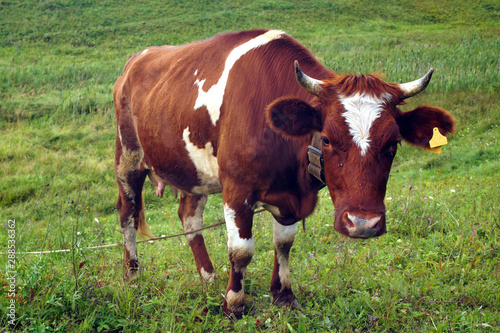 In the summer, a brown cow eats green grass in the meadow.