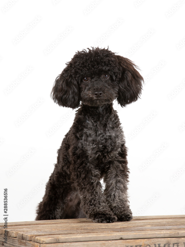 Black toy poodle posing in studio with white background. Black toy poodle posing in studio with white background.