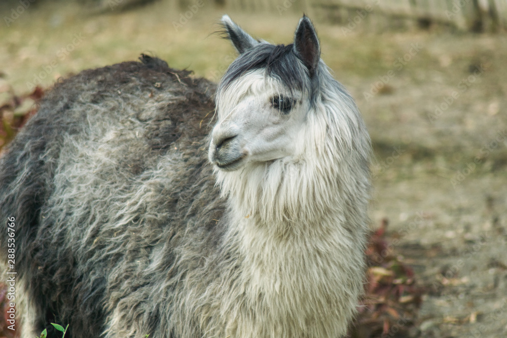 portrait of a llama, a calm animal providing fur, wool and milk