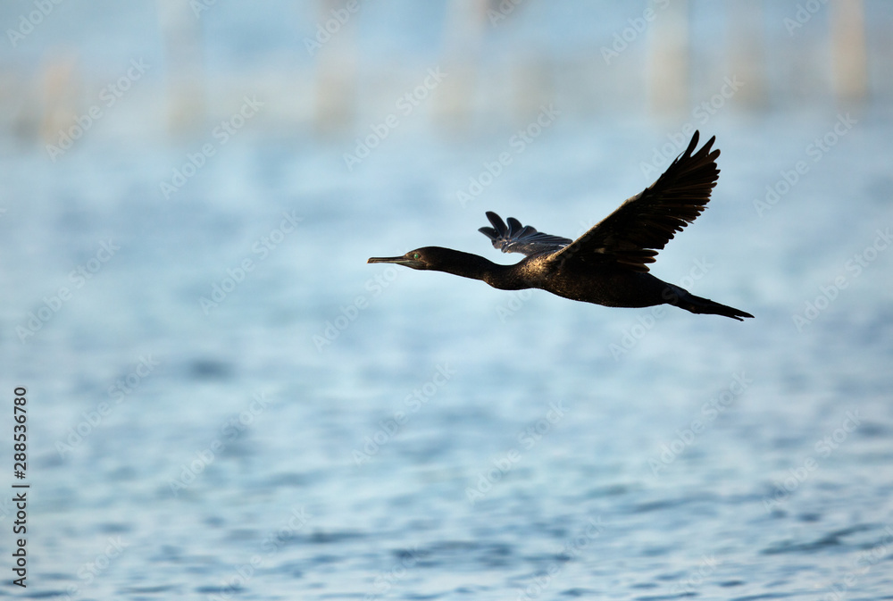 Socotra cormorant in flight, Bahrain Socotra cormorant in flight, Bahrain