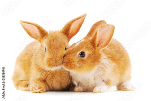 Two little rabbits. © ANASTASIIA