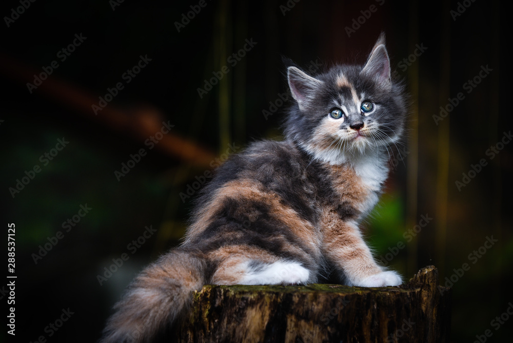 Obraz premium Close-up an adorable blue patched small kitten looking up in garden with soft light background. Gray Maincoon cat in forest daytime lighting. 3 color cat. Orange, gray, white cat