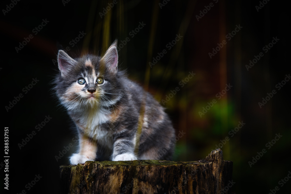 Blue and hotsell orange cat