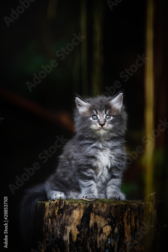 Close-up an adorable blue tabby small kitten looking at the front in garden with soft light background. Gray Maincoon cat in forest daytime lighting.