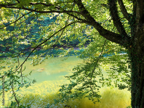 Artificial lakes in a Forest park Jankovac or Umjetna jezera u Park sumi Jankovac - Papuk nature park, Croatia photo