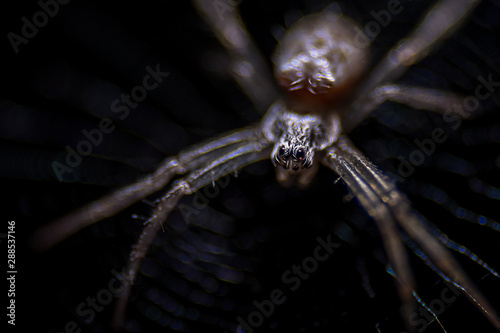 Fototapeta A tiny spider, Close - up,  Macro photography.