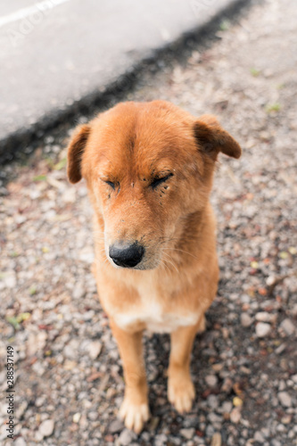 Close-up background view of the dog, with a playful character and likes to play with the owner, with blurred movements while waiting for food. 