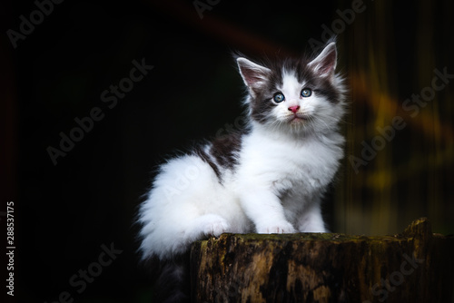 Close-up an adorable black and white small kitten looking up in garden with soft light background. Gray Maincoon cat in forest daytime lighting. 2 color cat.  Cat in forest.