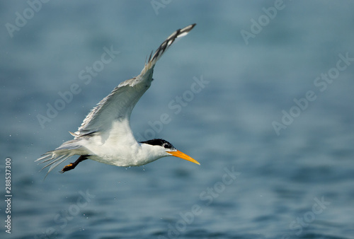 Greater crested tern flying, Bahrain 