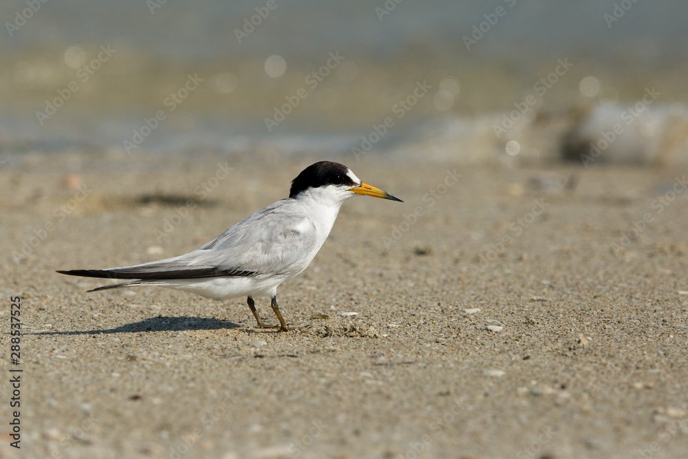 Saunders tern at Busiateen coast, Bahrain Saunders tern at Busiateen coast, Bahrain