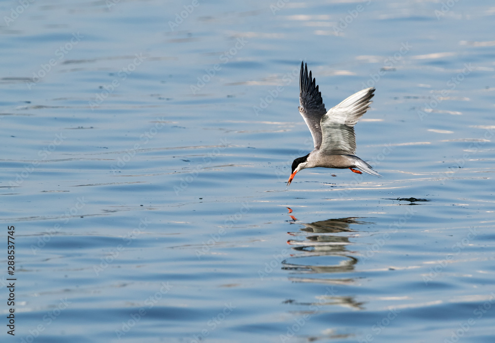 White-cheeked tern fishing, Bahrain 