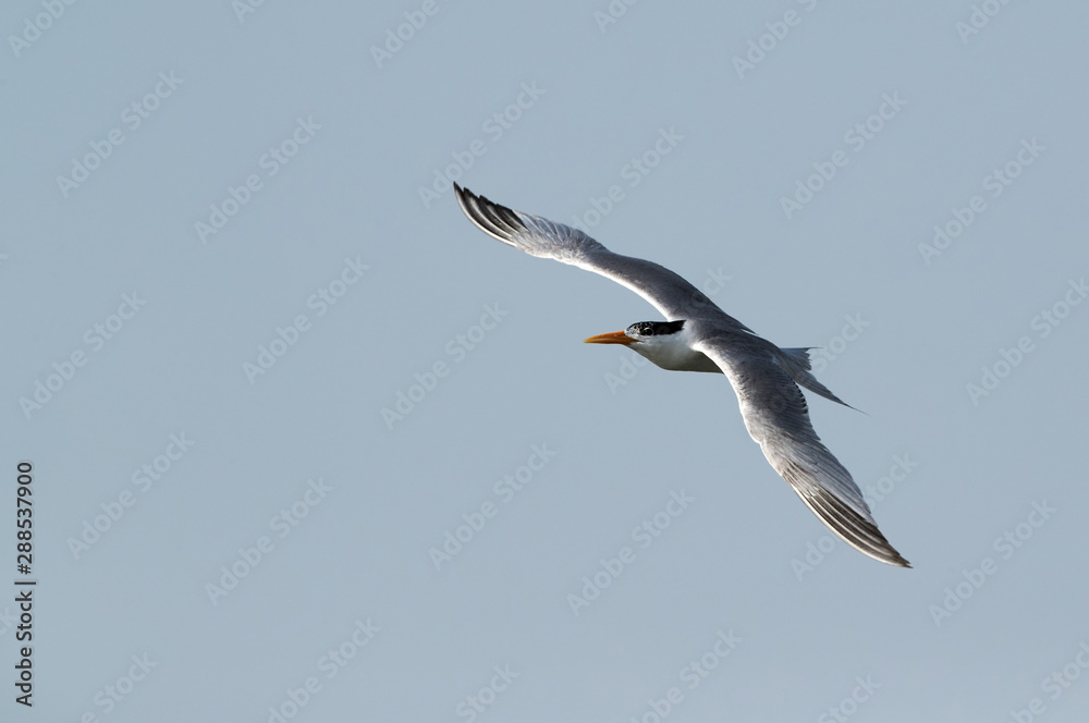 Lesser crested tern flying, Bahrain Lesser crested tern flying, Bahrain