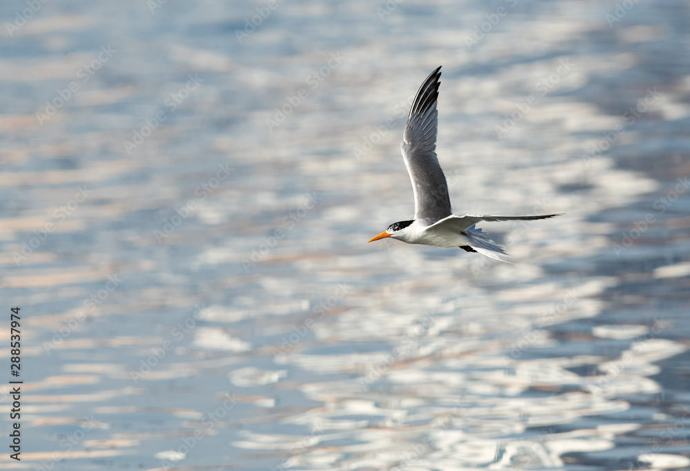 Obraz premium Lesser crested tern flying, Bahrain 