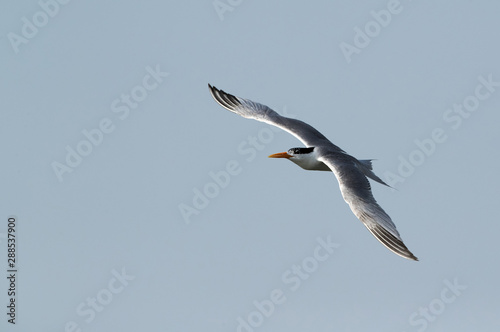 Lesser crested tern flying, Bahrain 