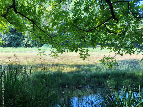 Artificial lakes in a Forest park Jankovac or Umjetna jezera u Park sumi Jankovac - Papuk nature park, Croatia photo