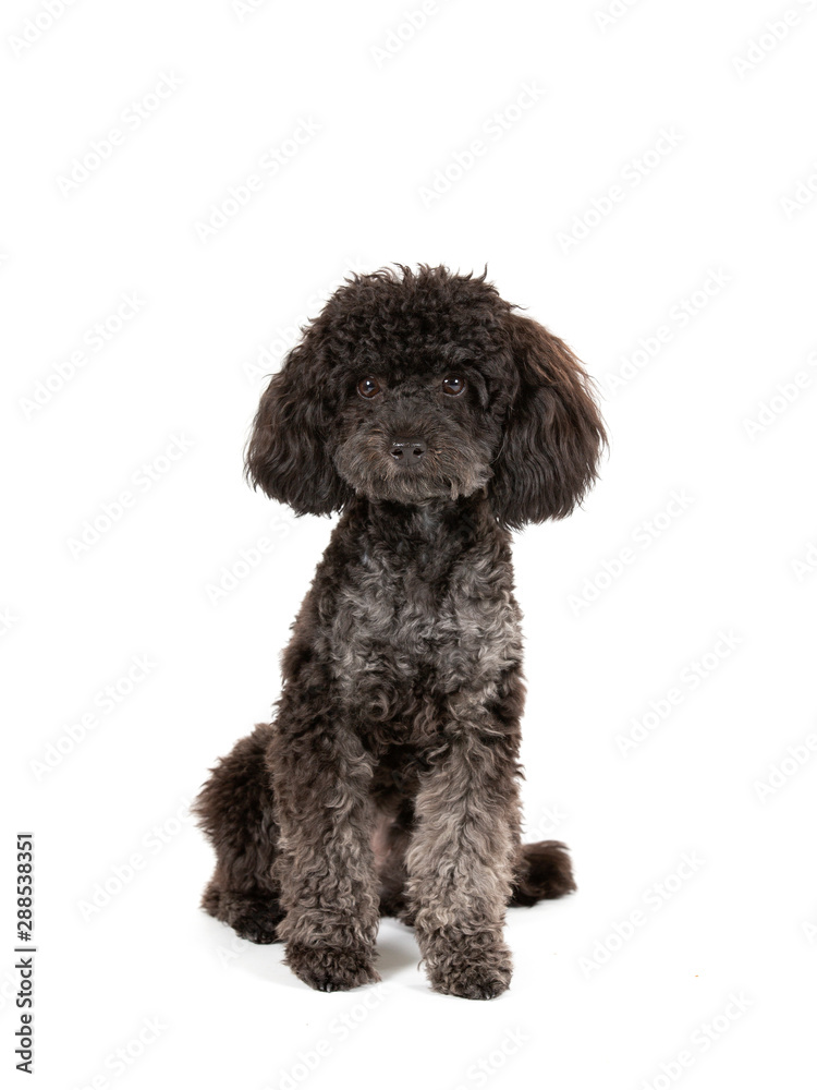 Black toy poodle isolated on white. Studio shot, copy space. 