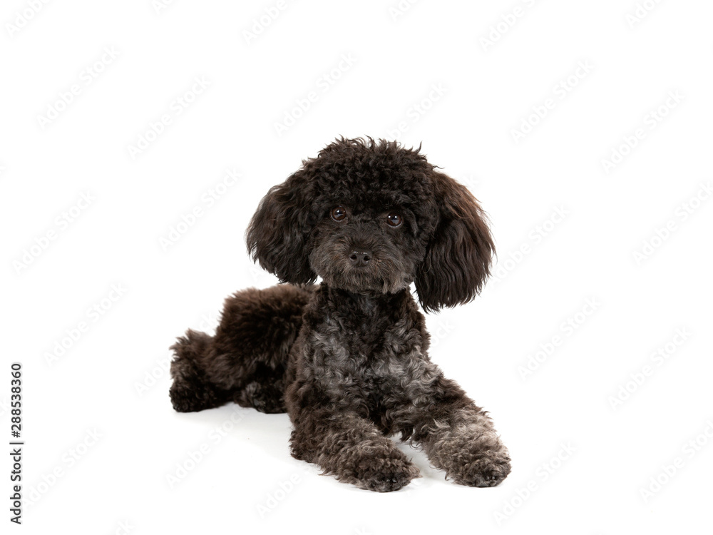 Black toy poodle isolated on white. Studio shot, copy space. Black toy poodle isolated on white. Studio shot, copy space.