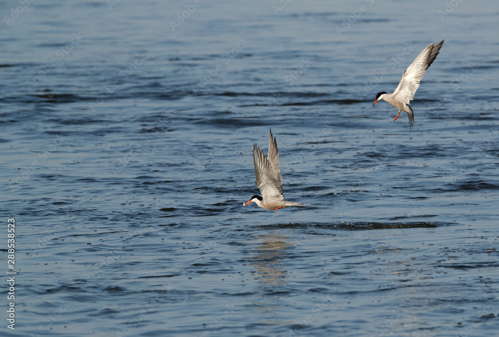 Naklejka premium White-cheeked tern in flight, Bahrain