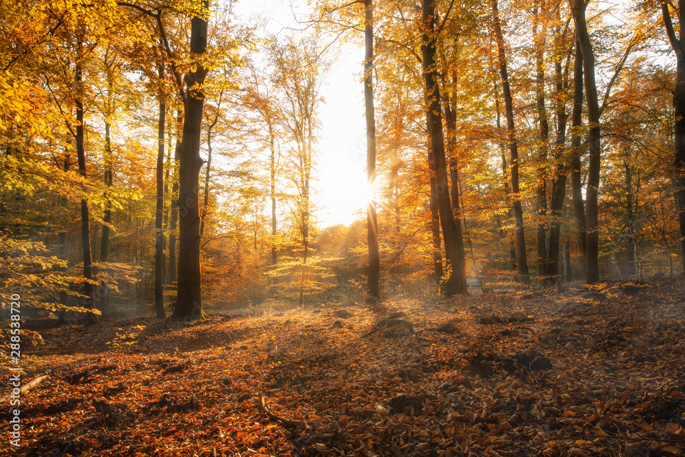 Fototapeta premium Herbstwald Landschaft 
