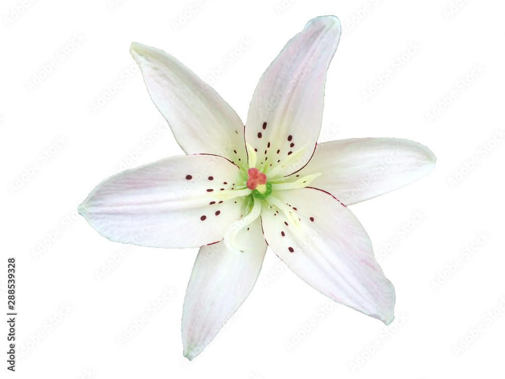 White lily flower isolated on white background White lily flower isolated on white background
