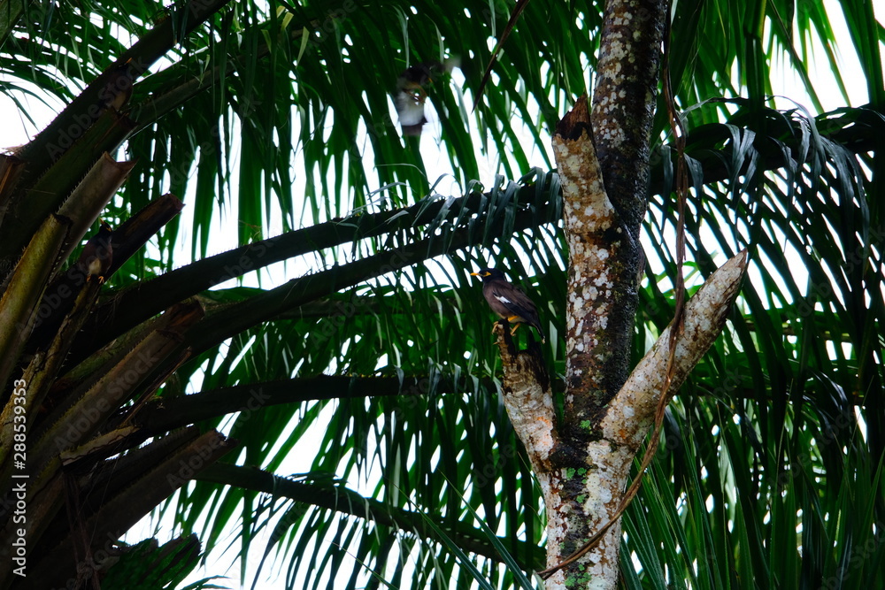 Fototapeta premium Tropical bird sitting in a tree